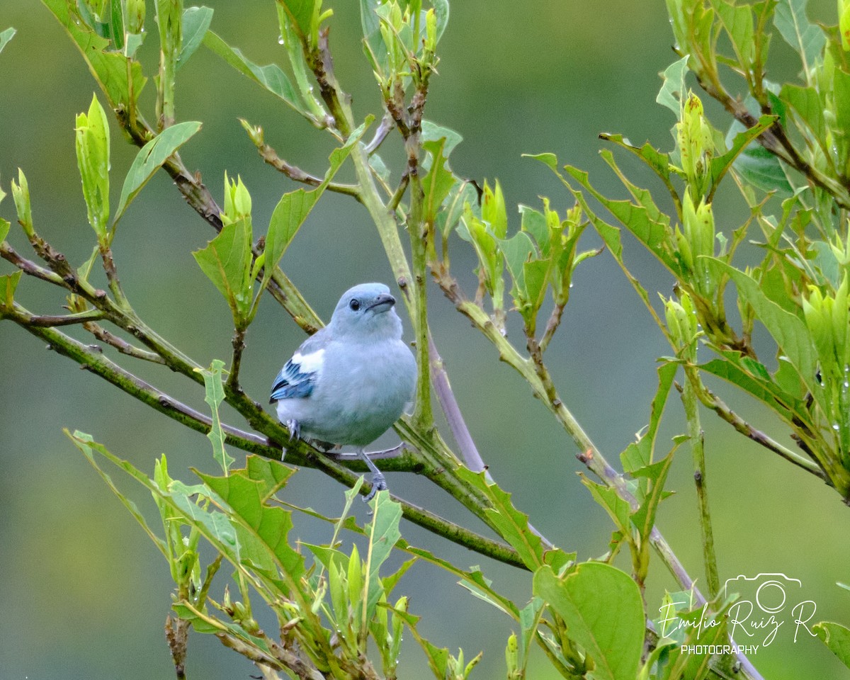 Blue-gray Tanager - ML620046944