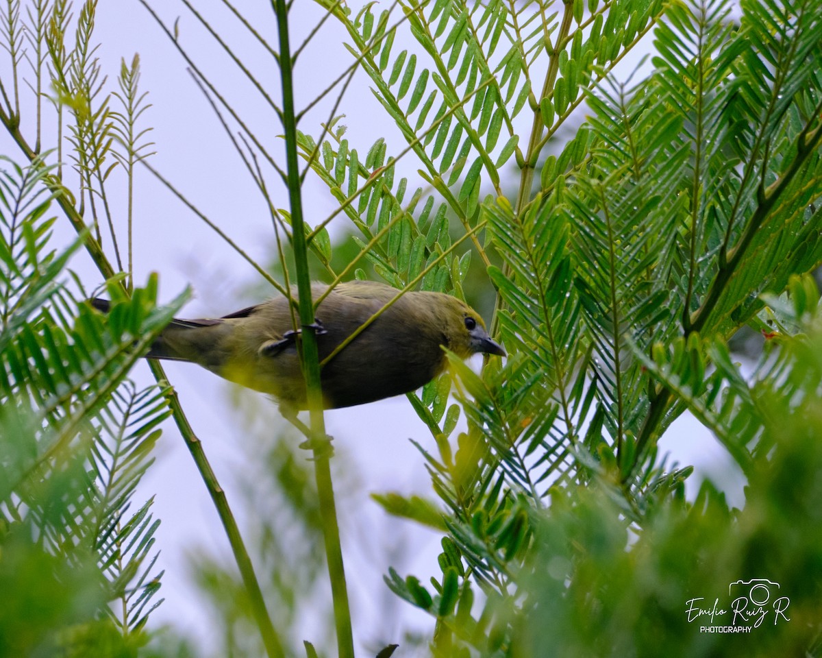 Palm Tanager - ML620046947