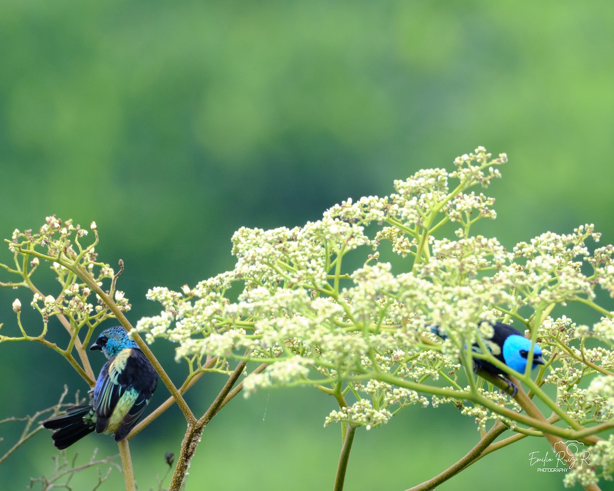 Blue-necked Tanager - ML620046958
