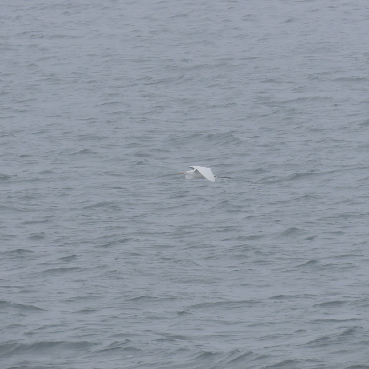 Great Egret - ML620047004