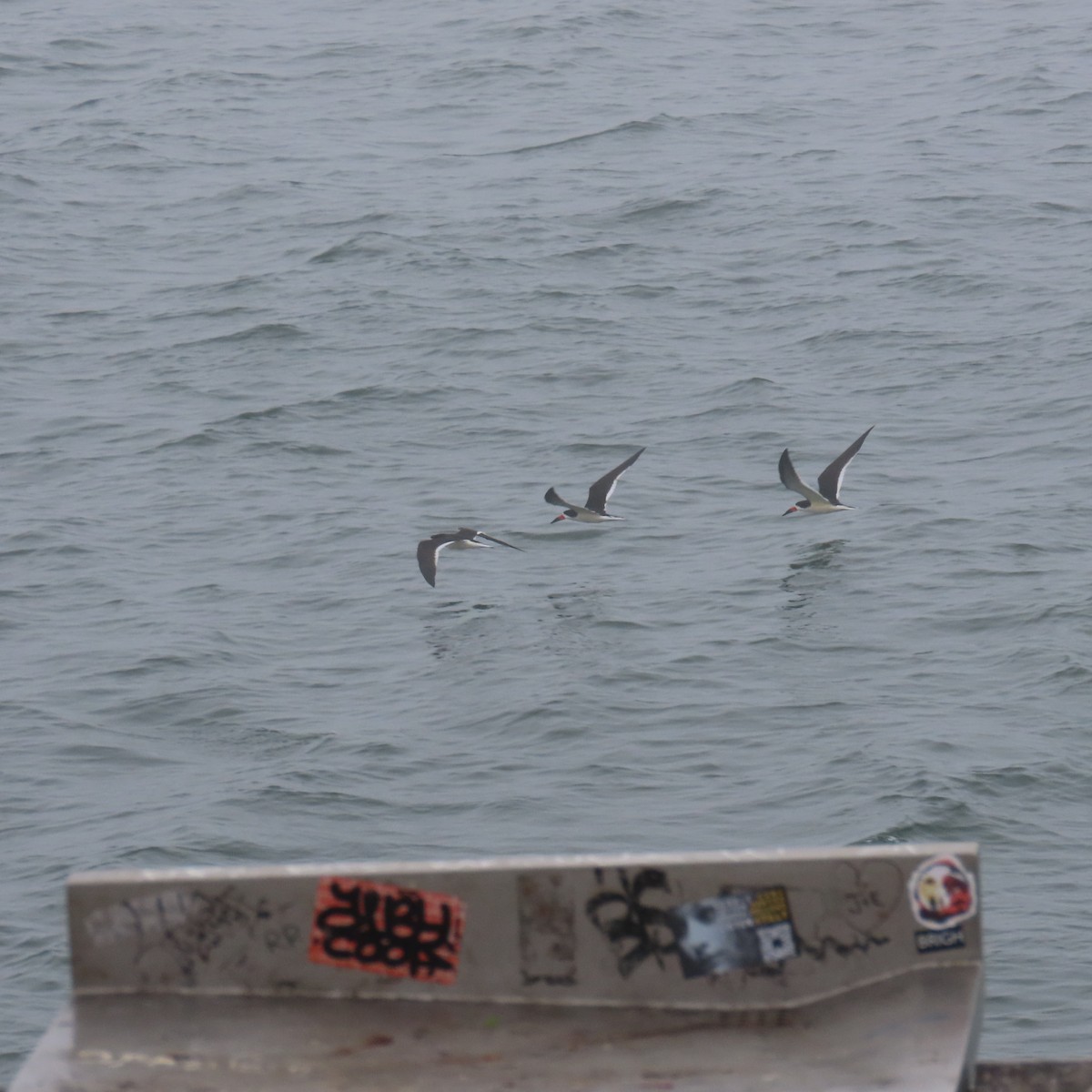 Black Skimmer - ML620047007