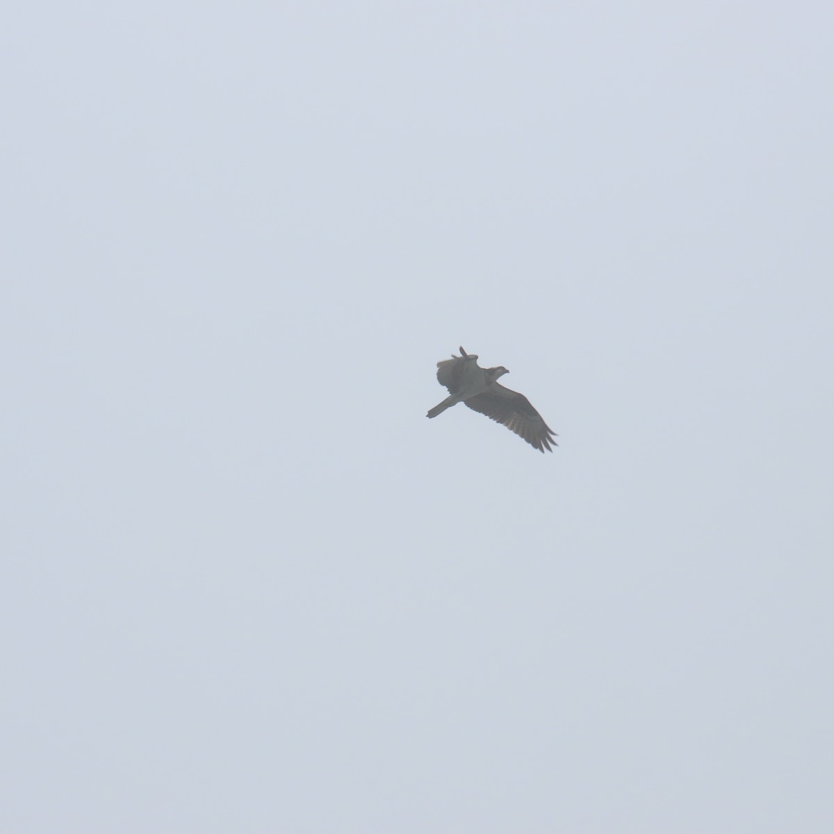 Osprey (carolinensis) - ML620047021