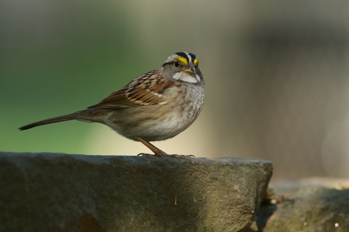 White-throated Sparrow - ML620047025