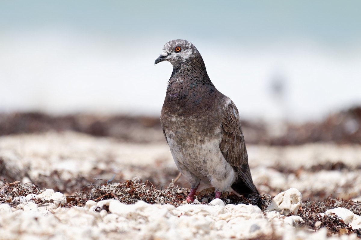 Rock Pigeon (Feral Pigeon) - ML620047026