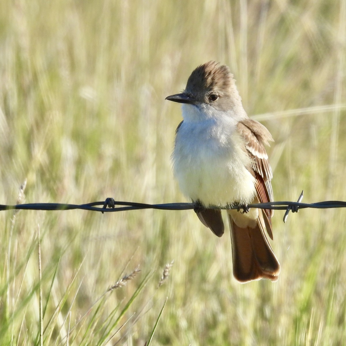 Ash-throated Flycatcher - Lalla Pudewell