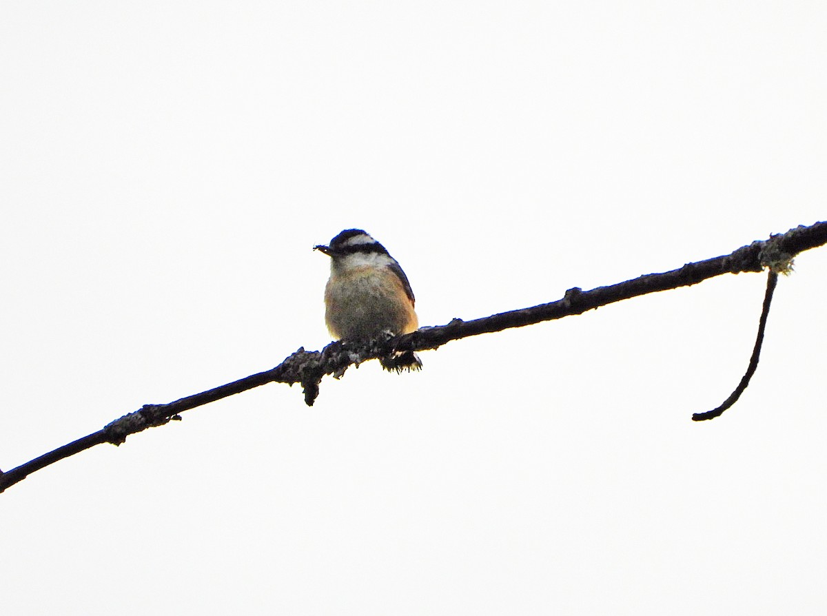 Red-breasted Nuthatch - ML620047040