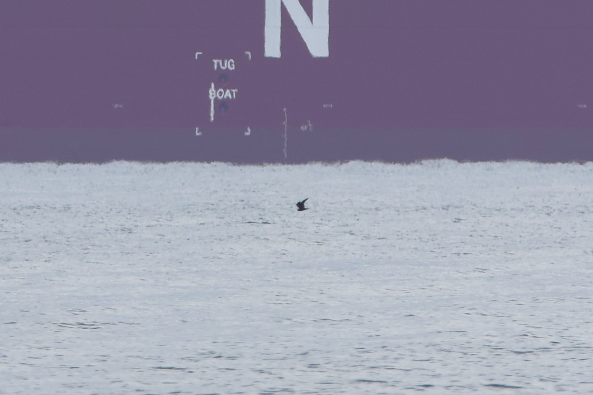 黑叉尾海燕 - ML620047044