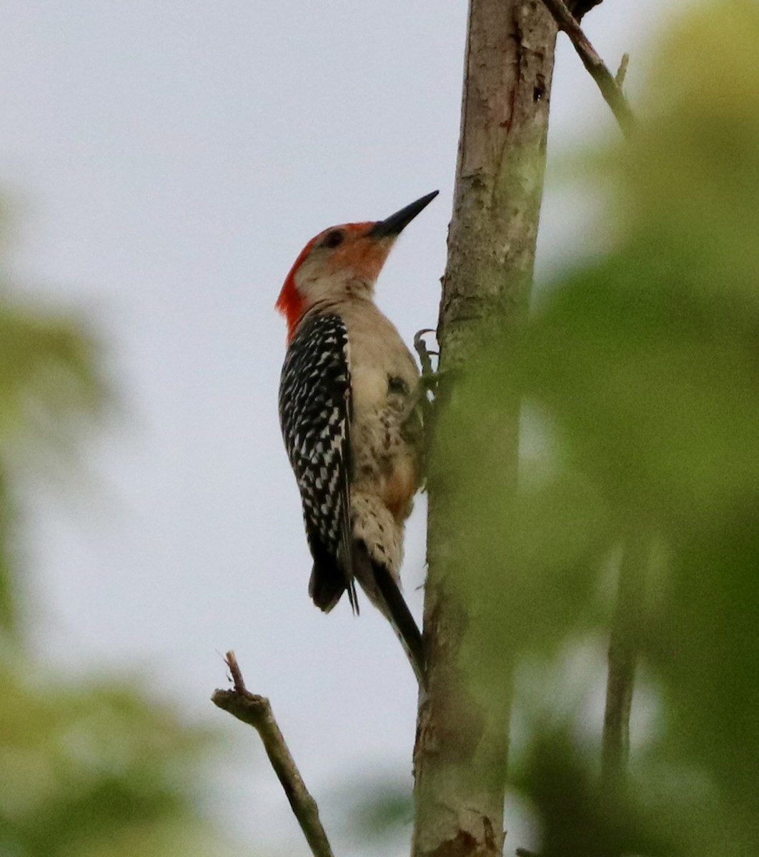 Red-bellied Woodpecker - ML620047053
