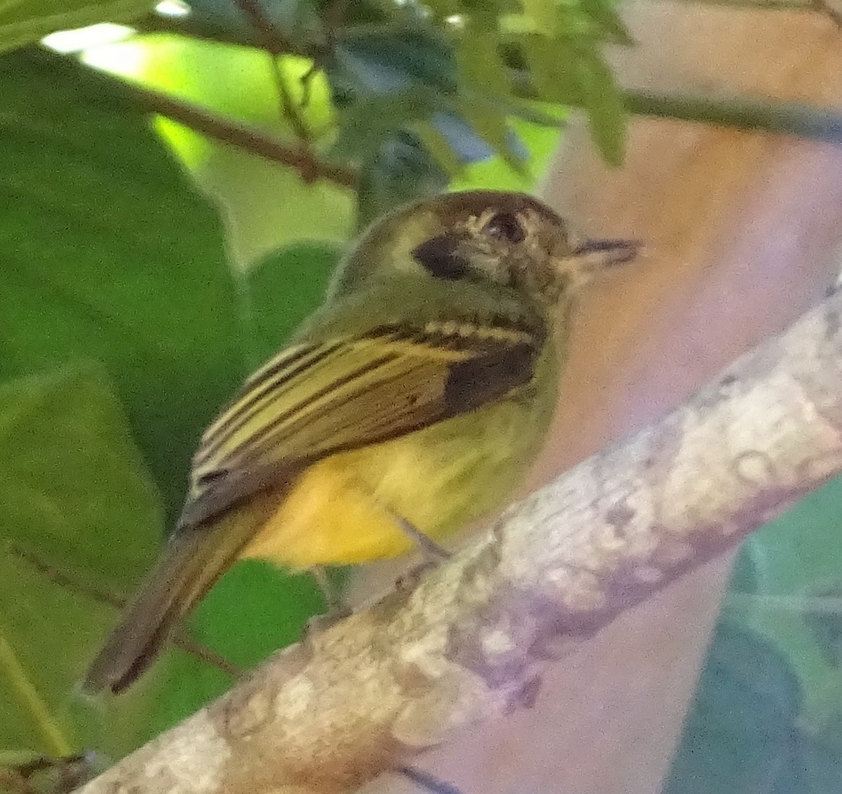 Sepia-capped Flycatcher - ML620047056