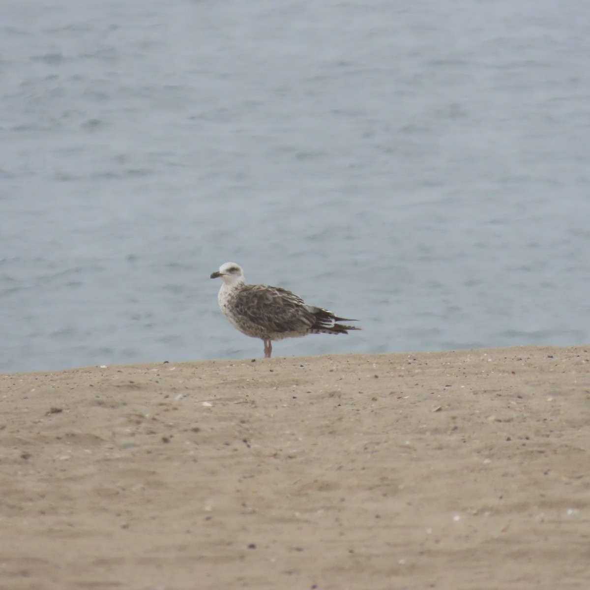 tanımsız Larus sp. - ML620047058