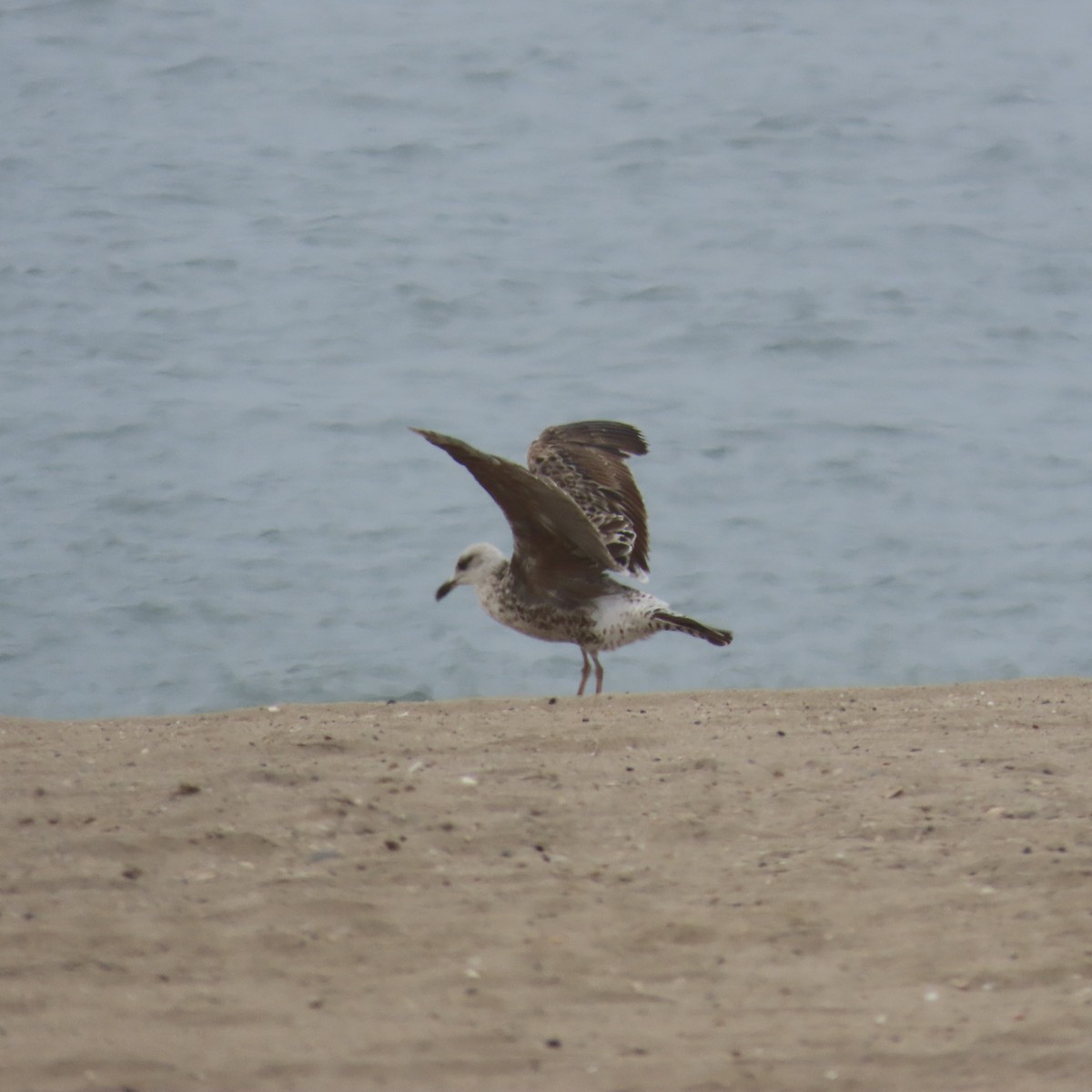 Larus sp. - ML620047060