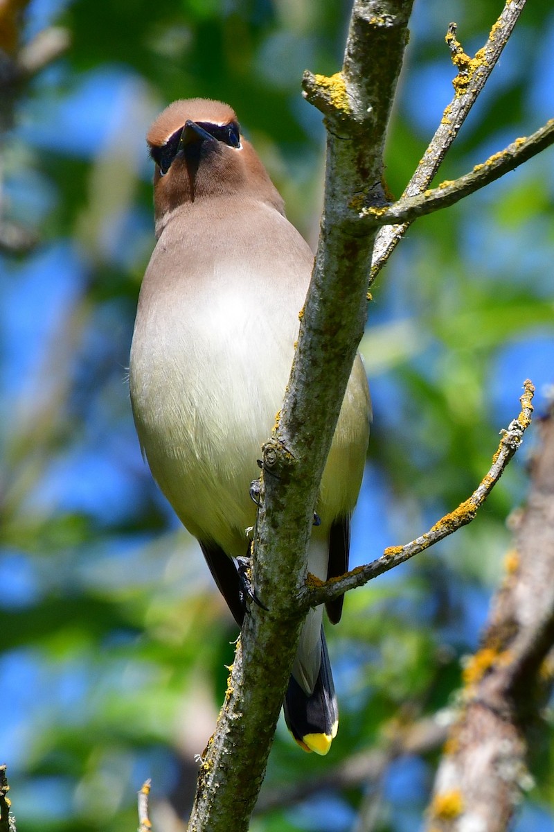 Cedar Waxwing - ML620047068