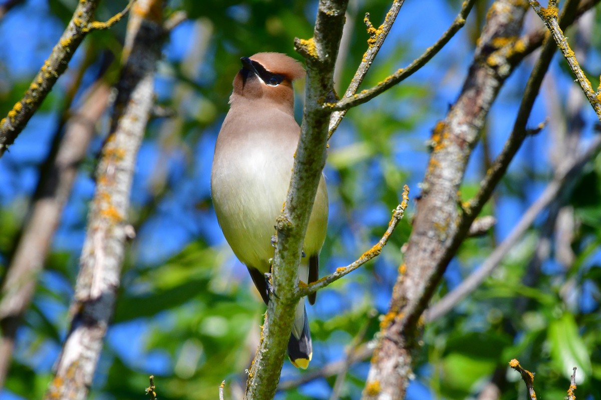 Cedar Waxwing - ML620047070