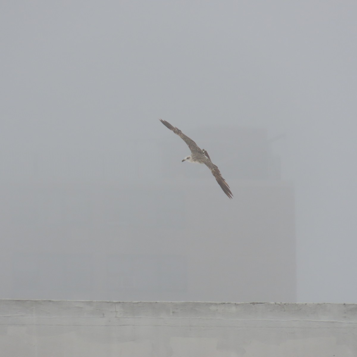 Larus sp. - ML620047071