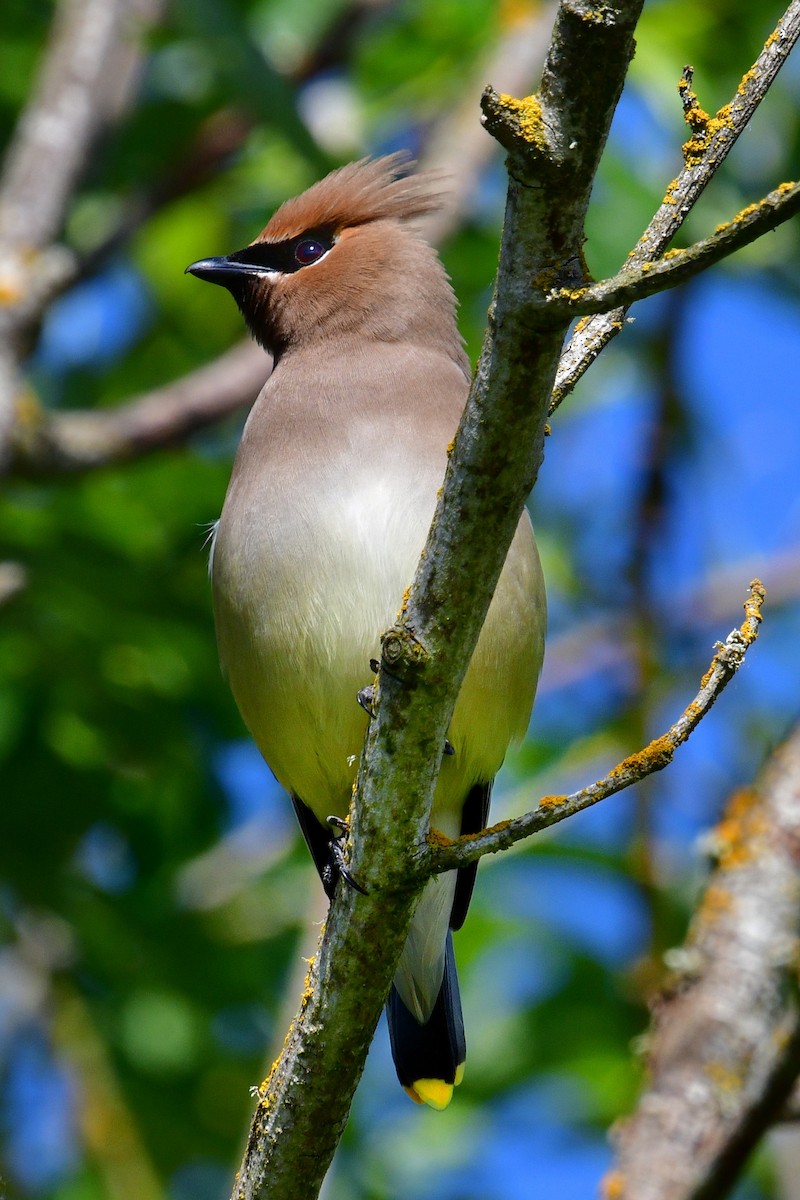 Cedar Waxwing - ML620047122