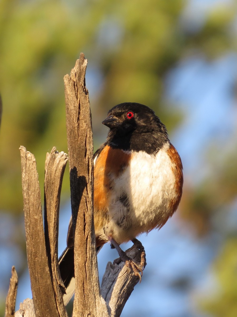 Spotted Towhee - ML620047130