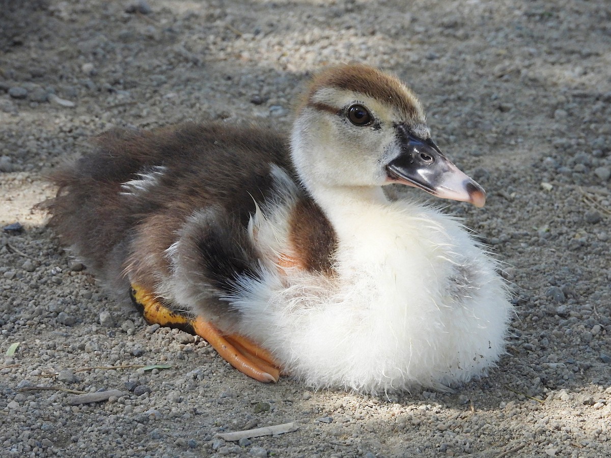Muscovy Duck (Domestic type) - ML620047154