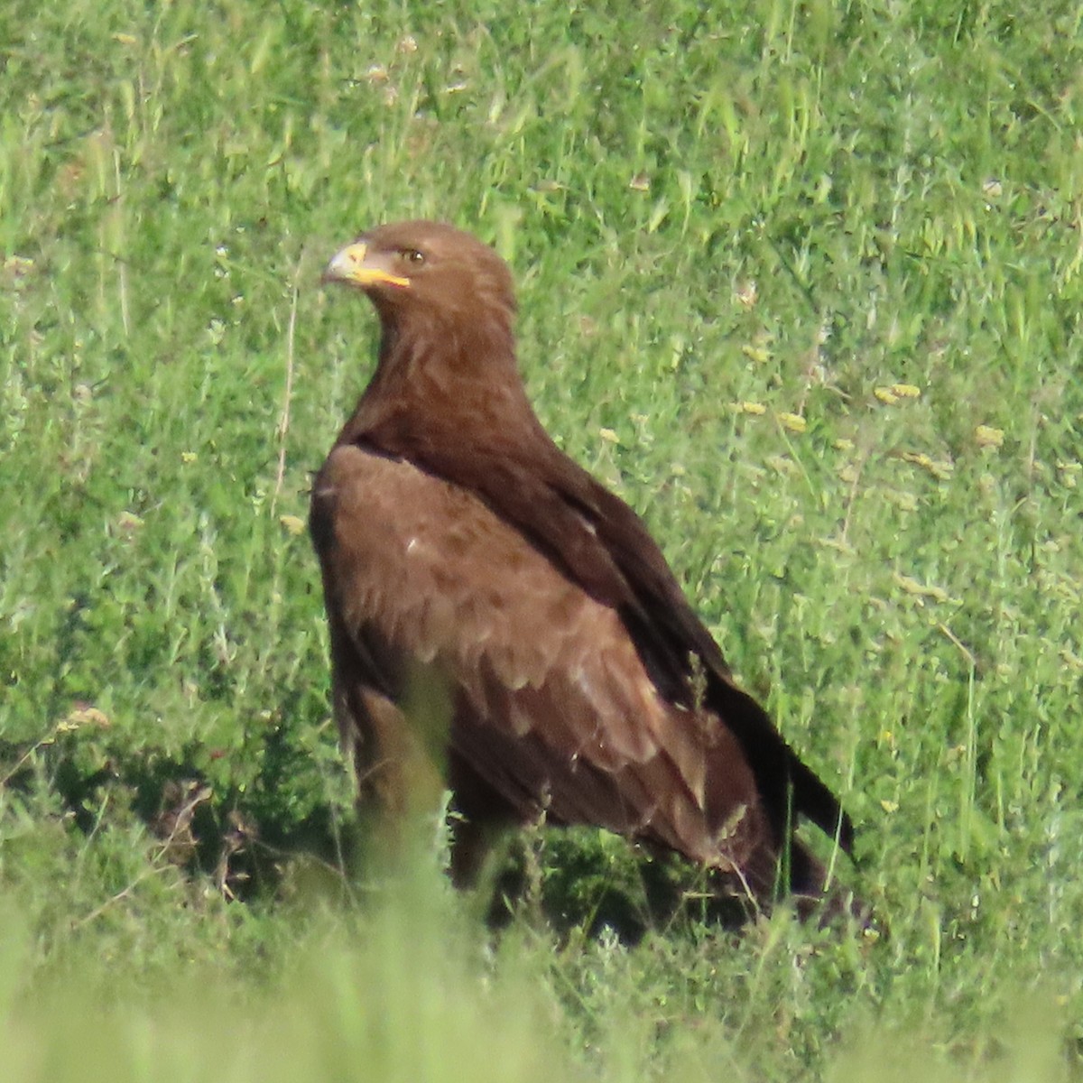 Lesser Spotted Eagle - ML620047166