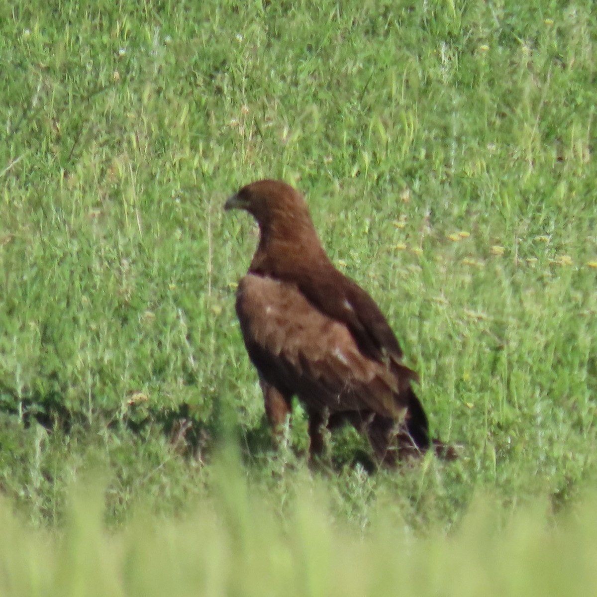Lesser Spotted Eagle - ML620047169