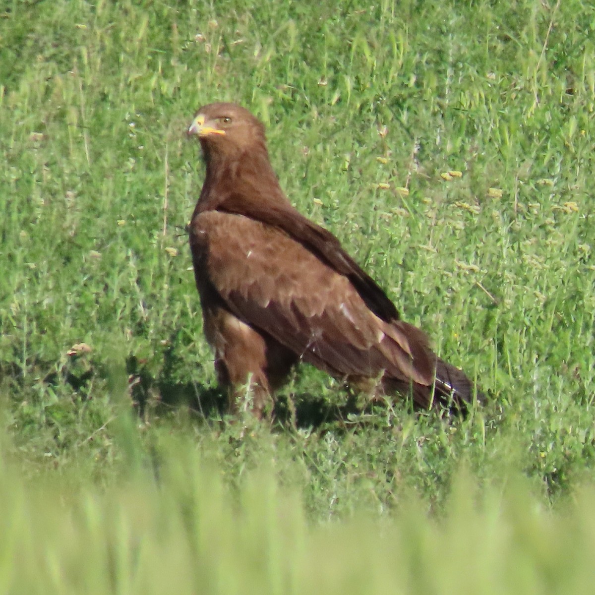 Lesser Spotted Eagle - ML620047170