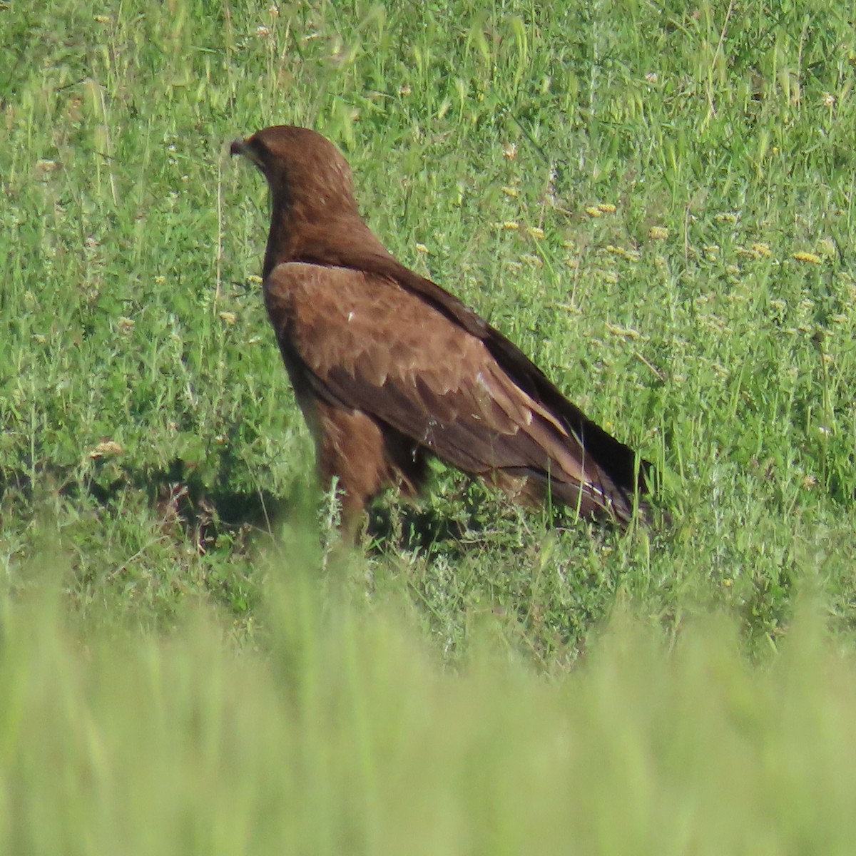 Lesser Spotted Eagle - ML620047171