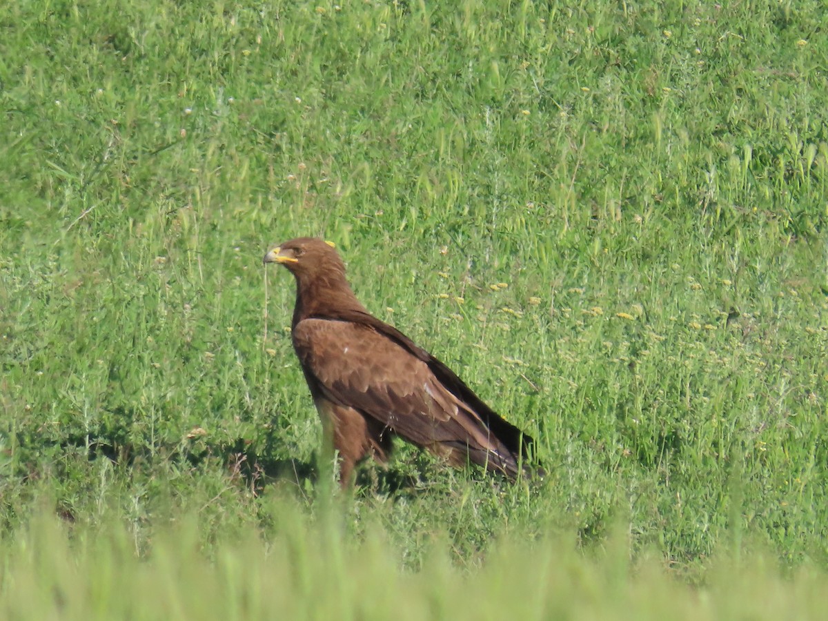 Lesser Spotted Eagle - ML620047172
