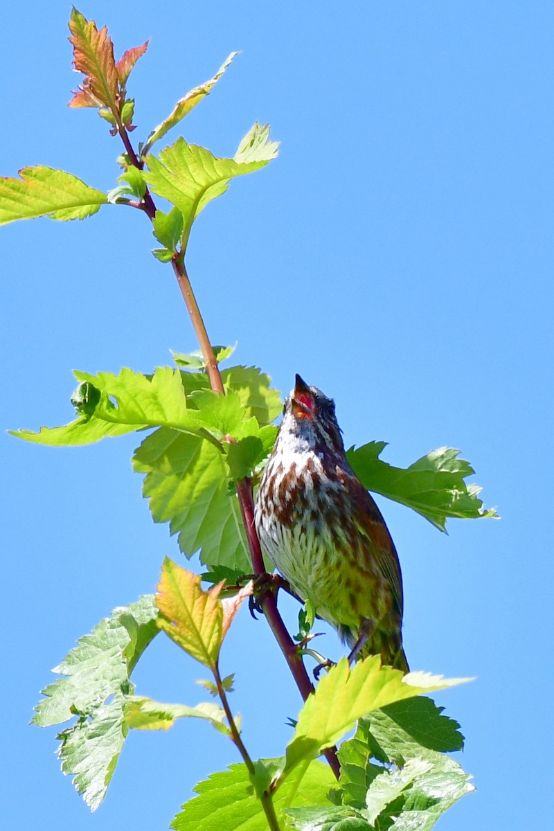 Song Sparrow - ML620047173