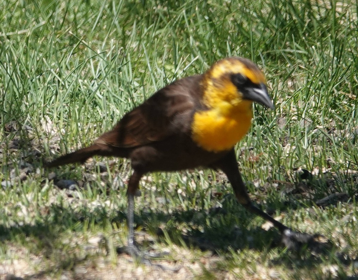 Yellow-headed Blackbird - ML620047188