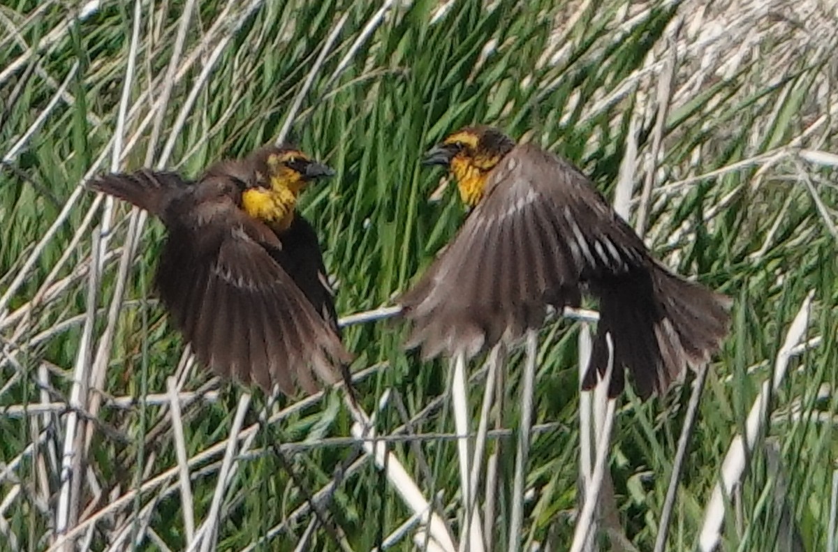 Yellow-headed Blackbird - ML620047189