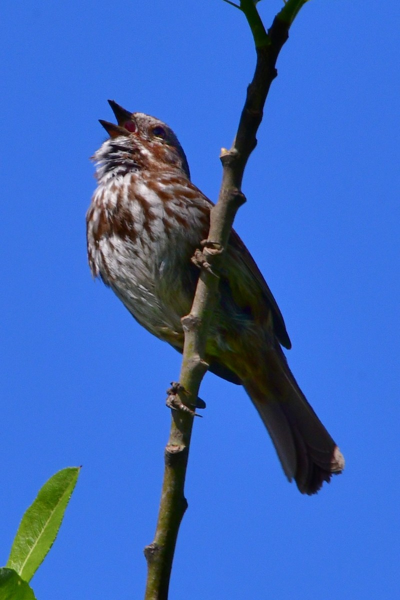 Song Sparrow - ML620047191
