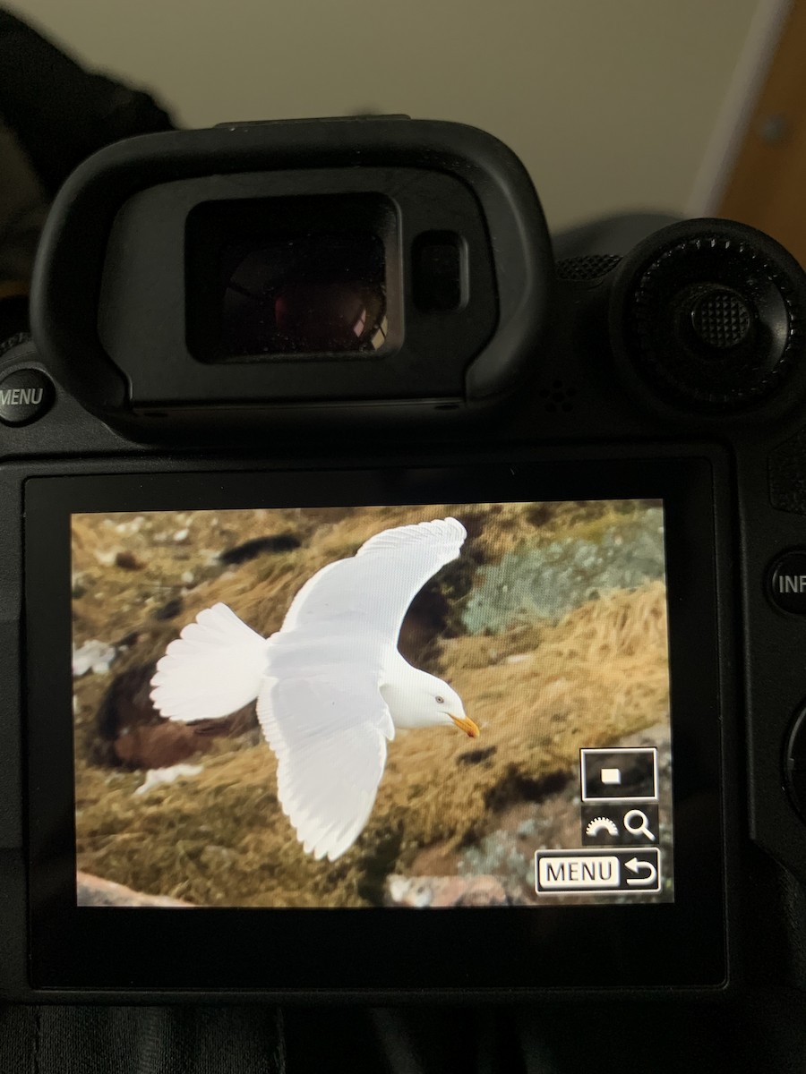 Iceland Gull (kumlieni) - ML620047198