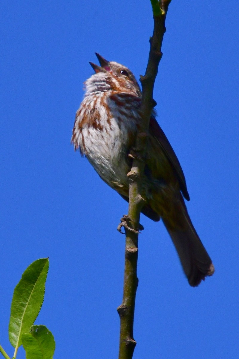 Song Sparrow - ML620047200
