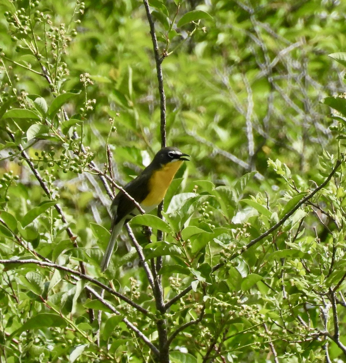 Yellow-breasted Chat - ML620047203