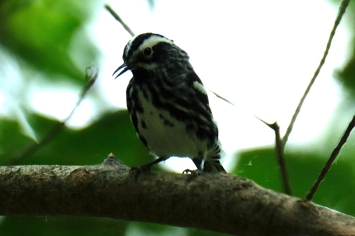 Black-and-white Warbler - ML620047204