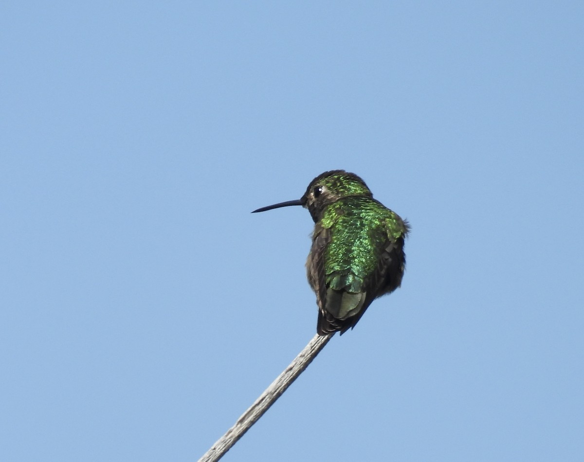 Broad-tailed Hummingbird - ML620047217