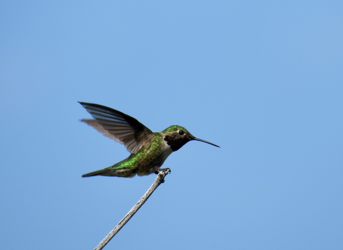 Broad-tailed Hummingbird - ML620047218