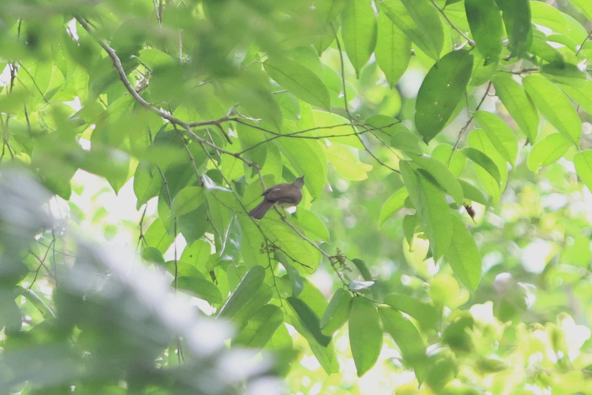 Bulbul aux yeux blancs - ML620047236