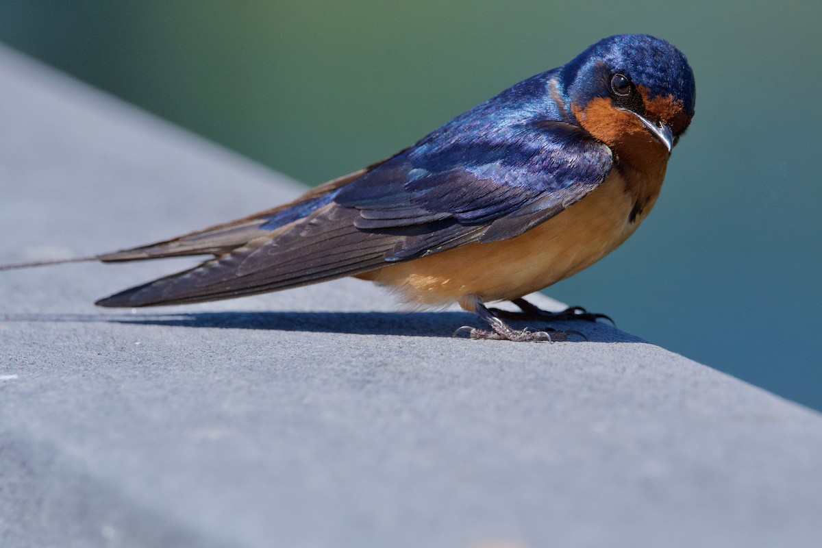 Barn Swallow - ML620047245