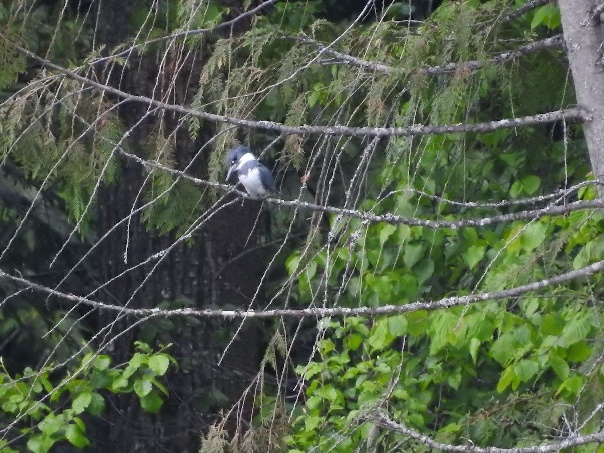 Belted Kingfisher - ML620047253
