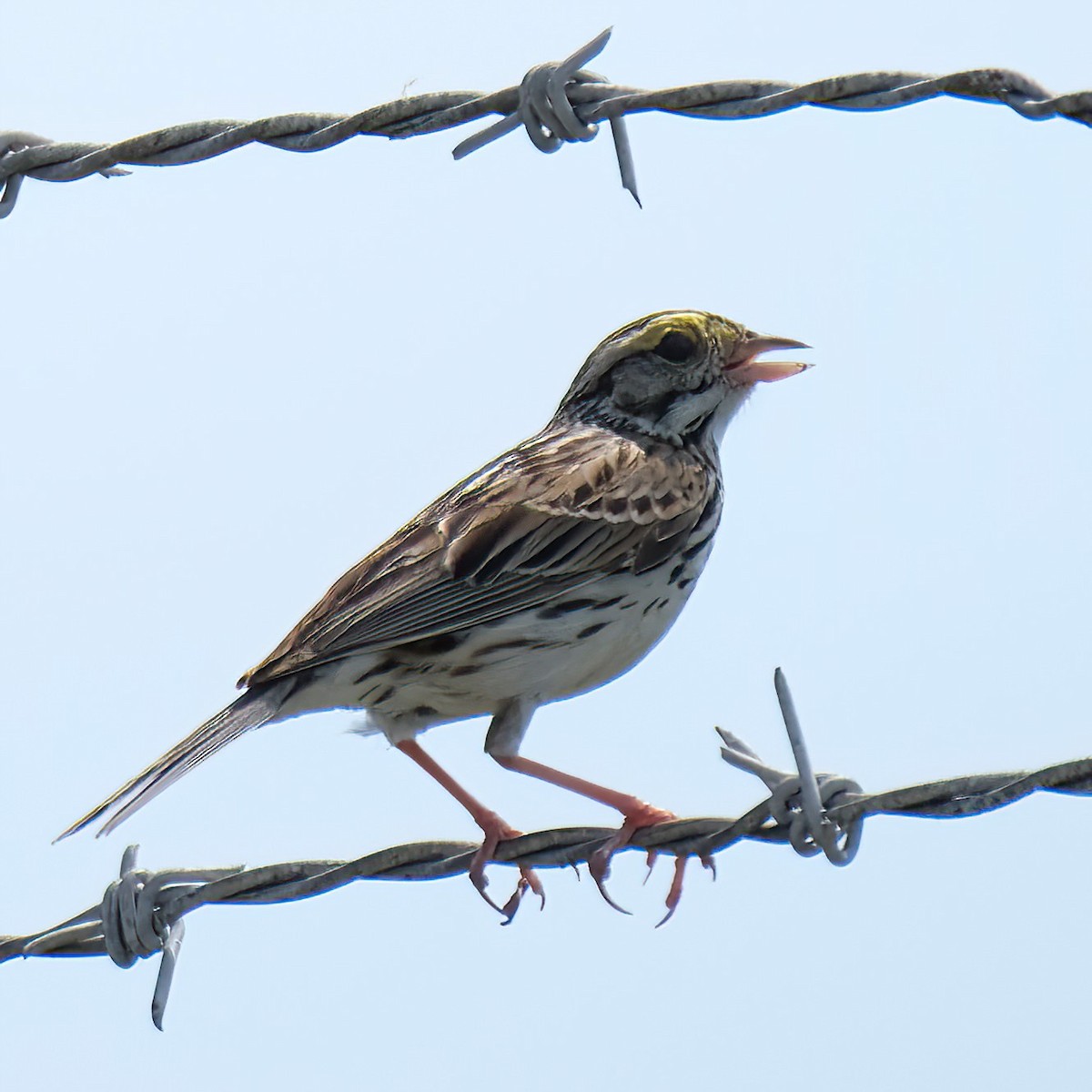 Savannah Sparrow - ML620047254