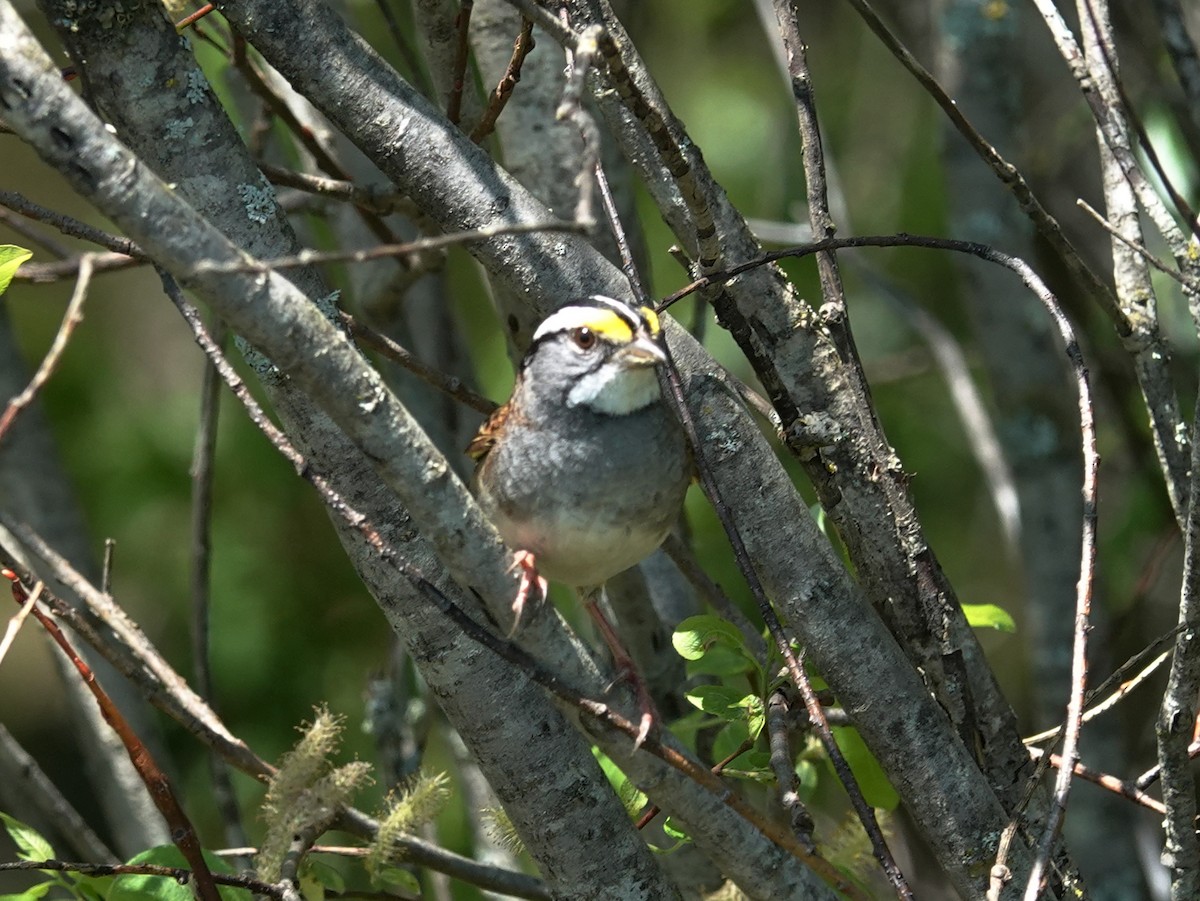 White-throated Sparrow - Barry Reed