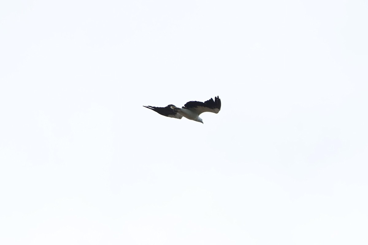 White-bellied Sea-Eagle - ML620047258