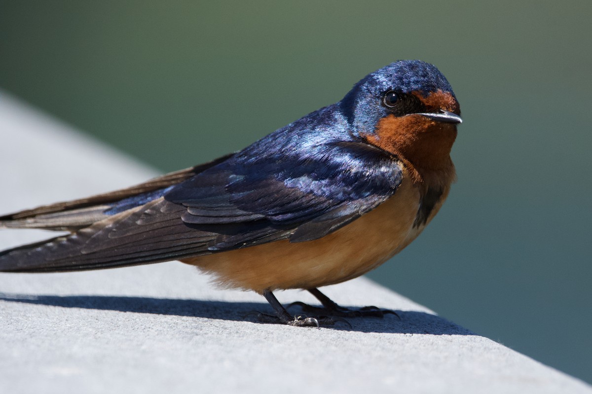 Barn Swallow - ML620047259