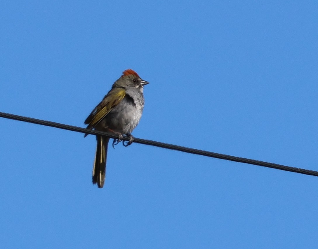 Green-tailed Towhee - ML620047263