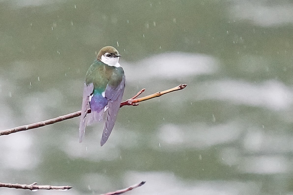 Violet-green Swallow - ML620047295