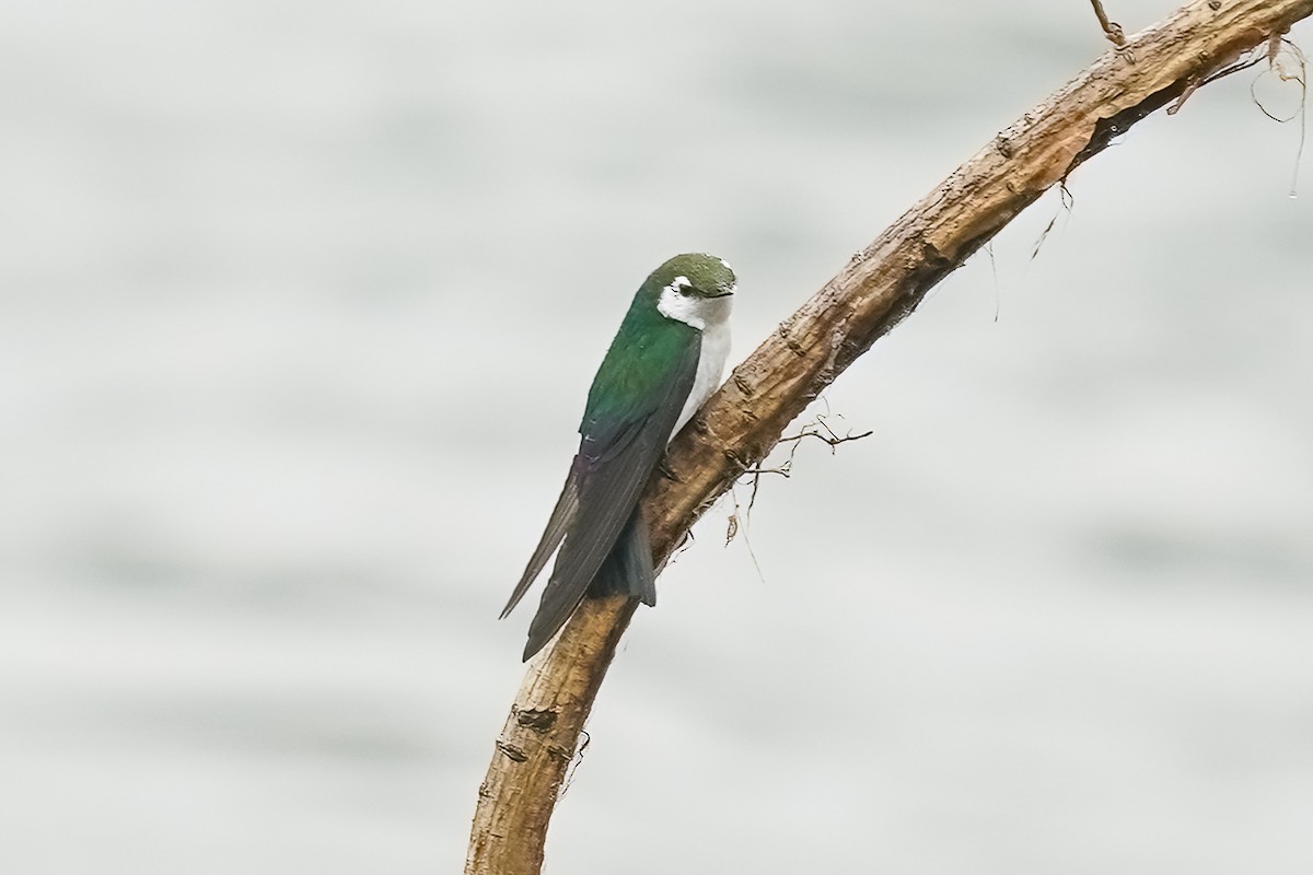 Violet-green Swallow - ML620047296