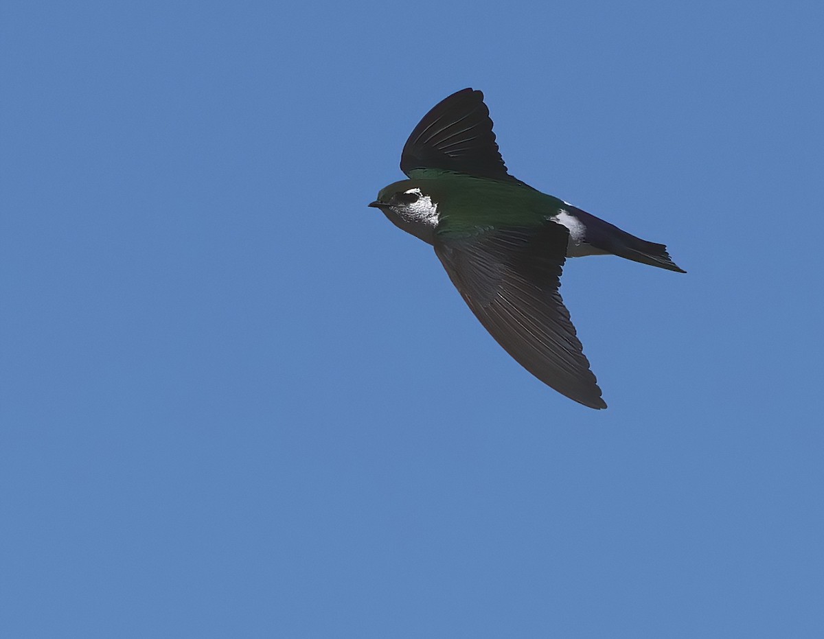 Violet-green Swallow - ML620047302