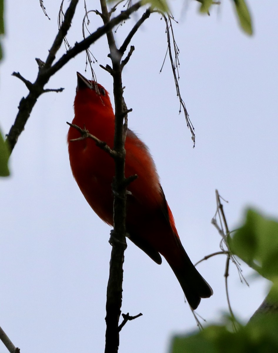 Scarlet Tanager - ML620047303