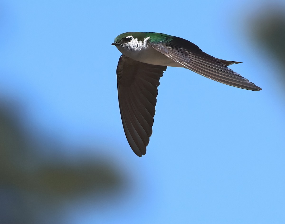 Violet-green Swallow - ML620047304