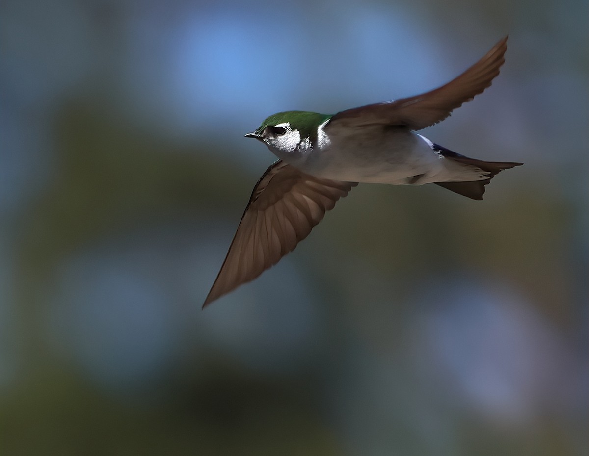 Violet-green Swallow - ML620047305